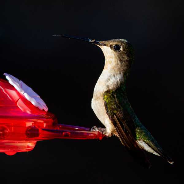 The Last Hummingbird